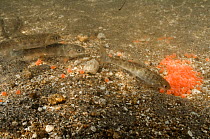 Salmon (Salmonidae) eggs and fry in Lake Kuril, Kamchatka, Far East Russia, July