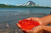 Salmon (Salmonidae) eggs held in hand, Lake Kuril, Kamchatka, Far East Russia, July