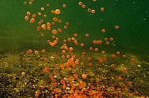 Salmon (Salmonidae) eggs falling to lake bottom, Lake Kuril, Kamchatka, Far East Russia, July