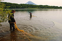 Fishermen pulling in nets to catch spawning Salmon (Salmonidae) Lake Kuril, Kamchatka, Far East Russia, July