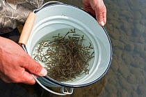 Salmon (Salmonidae) fry in bucket, Lake Kuril, Kamchatka, Far East Russia, July