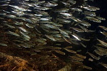 Salmon (Salmonidae) fry, Lake Kuril, Kamchatka, Far East Russia, July