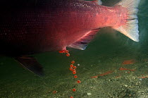 Sockeye salmon (Oncorhynchus nerka) spawning, Lake Kuril, Kamchatka, Far East Russia, July