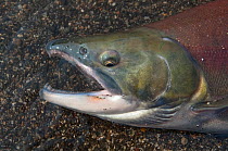 Sockeye Salmon (Salmonidae) dead after spawning in Lake Kuril, Kamchatka, Far East Russia, August