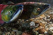 Two Salmon (Salmonidae) spawning in Lake Kuril, Kamchatka, Far East Russia, August