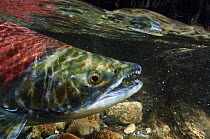 Sockeye Salmon (Salmonidae) spawning in Lake Kuril, Kamchatka, Far East Russia, August