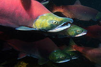 Sockeye Salmon (Oncorhynchus nerka) spawning in Lake Kuril, Kamchatka, Far East Russia, August