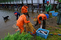 Fishermen catching Salmon, Lake Kuril, Kamchatka, Far East Russia, August 2006