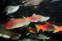 Mixed species of Salmon (inlcuding Sockeye and Pink / Humpback salmon) swimming upstream on migration to Lake Kuril, Kamchatka, Far East Russia, August