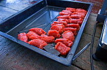 Salmon roe / eggs (Salmonidae) removed from female salmon, Lake Kuril, Kamchatka, Far East Russia, August 2006