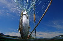 Salmon (Salmonidae) trapped in net, Lake Kuril, Kamchatka, Far East Russia, August 2006