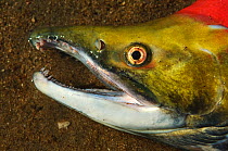 Sockeye salmon (Oncorhynchus nerka) dead after spawning, Lake Kuril, Kamchatka, Far East Russia, August