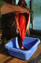 Removing eggs / roe from female salmon (Salmonidae) Lake Kuril, Kamchatka, Far East Russia, August