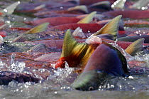 Salmon (Salmonidae) migrating to spawn in Lake Kuril, Kamchatka, Far East Russia, August