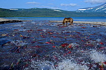 Salmon (Salmonidae) migrating to spawn in Lake Kuril, preyed on by Kamchatka Brown bear (Ursus arctos beringianus) Kamchatka, Far East Russia, August