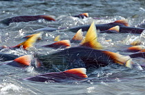 Salmon (Salmonidae) migrating to spawn in Lake Kuril, Kamchatka, Far East Russia, August