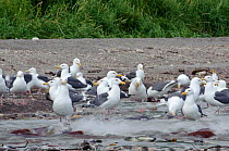 Gulls feeding on Salmon (Salmonidae) migrating to spawn in Lake Kuril, Kamchatka, Far East Russia, August