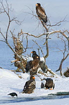 Steller's sea eagles (Haliaeetus pelagicus) adults and juveniles perched on branches beside Lake Kuril in snow, Kamchatka, Far East Russia, January