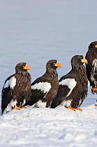Steller's sea eagle (Haliaeetus pelagicus) four eagles beside Lake Kuril, Kamchatka, Far East Russia, January