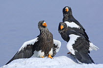 Steller's sea eagle (Haliaeetus pelagicus) three eagles beside Lake Kuril, Kamchatka, Far East Russia, January