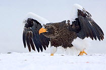 Steller's sea eagle (Haliaeetus pelagicus) aggressive behaviour, Lake Kuril, Kamchatka, Far East Russia, January