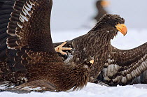 Steller's sea eagle (Haliaeetus pelagicus) two juveniles fighting, Lake Kuril, Kamchatka, Far East Russia, January