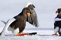 Steller's sea eagle (Haliaeetus pelagicus) defending fish prey, Lake Kuril, Kamchatka, Far East Russia, January