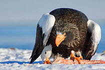 Steller's sea eagle (Haliaeetus pelagicus) feeding on salmon, Lake Kuril, Kamchatka, Far East Russia, January