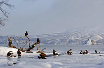 Steller's sea eagles (Haliaeetus pelagicus) and Golden eagles (Aquila crysaetos) gathered together, Lake Kuril, Kamchatka, Far East Russia, January 2007