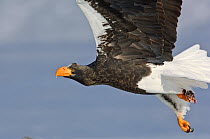 Steller's sea eagle (Haliaeetus pelagicus) in flight, Lake Kuril, Kamchatka, Far East Russia, January