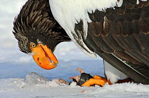 Steller's sea eagle (Haliaeetus pelagicus) feeding on fish prey, Lake Kuril, Kamchatka, Far East Russia, January