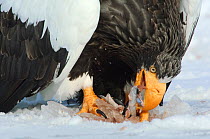 Close up of Steller's sea eagle (Haliaeetus pelagicus) feeding on fish prey, Lake Kuril, Kamchatka, Far East Russia, January