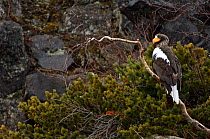 Steller's sea eagle (Haliaeetus pelagicus) perched in tree, Lake Kuril, Kamchatka, Far East Russia, May