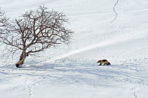 Wolverine (Gulo gulo) crosses snow field covered with animal tracks, Kamchatka, Far East Russia, April 2008