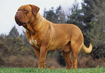 Domestic dog, French Mastiff / Dogue de Bordeaux, standing outdoors