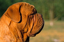 Domestic dog, French Mastiff / Dogue de Bordeaux, head portrait