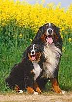 Domestic dog, Bernese Mountain Dog / Bernese Cattle Dog, female and puppy