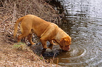 Domestid dog, French Mastiff / Dogue de Bordeaux
