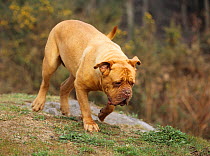 Domestid dog, French Mastiff / Dogue de Bordeaux,