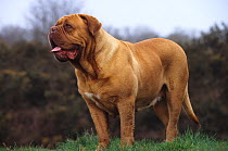 Domestic dog, French Mastiff / Dogue de Bordeaux,