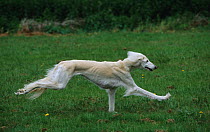 Domestic dog, Saluki / Arabian Hound / Gazelle Hound / Persian Greyhound, running
