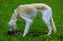 Domestic dog, Saluki / Arabian Hound / Gazelle Hound / Persian Greyhound, drinking from bowl