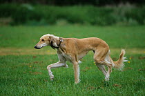 Domestic dog, Saluki / Arabian Hound / Gazelle Hound / Persian Greyhound, trotting