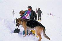 Domestic dog, German Shepherd Dog / Alsatian,  rescue dog being trained to aid avalanche victims in snow