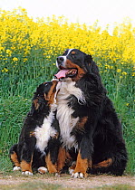 Domestic dog, Bernese Mountain Dog / Bernese Cattle Dog, adult and puppy
