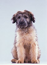Domestic dog, Gos d'Atura / Catalan sheepdog, puppy sitting, studio portrait