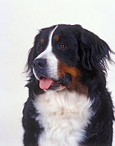 Domestic dog, Bernese Mountain Dog / Bernese Cattle Dog, portrait