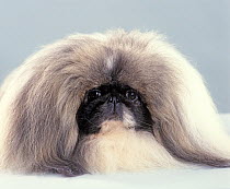 Domestic dog, Pekingese, studio portrait