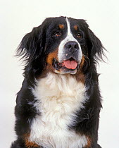 Domestic dog, Bernese Mountain Dog / Bernese Cattle Dog, studio portrait