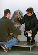 Domestic dog, Irish Wolfhound at veterinary practice, taking a blood sample